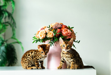 Obraz premium Bengal kittens sitting on white table in interiour