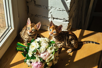 Bengal kittens standing on table near bouquet of flowers
