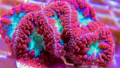 Big Polyp Blastomussa LPS Coral - (Blastomussa wellsi)