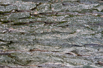 Тexture of tree bark, green leaves, granite stones for background and creativity