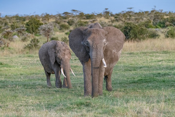 Fototapeta premium Mother African elephant with one tusk missing with her calf in the Masai Mara