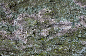 Тexture of tree bark, green leaves, granite stones for background and creativity