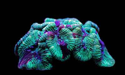 Wellsophyllia folded open brain LPS coral - obrazy, fototapety, plakaty