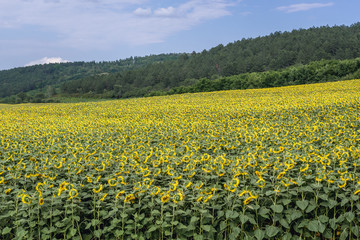 Field full of yellow sunflowers field in rural area of Moldova
