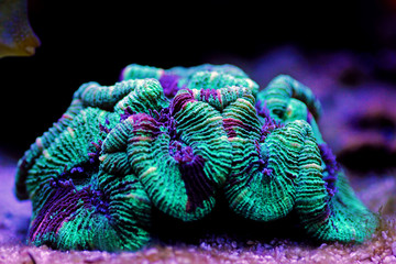 Wellsophyllia folded open brain LPS coral