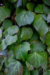 Тexture of tree bark, green leaves, granite stones for background and creativity