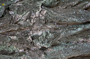 Тexture of tree bark, green leaves, granite stones for background and creativity