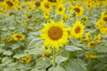 A blooming sunflower
