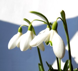 white snowdrops blooming and lovely on a white background close-up