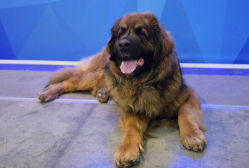 leonberger lying on the floor