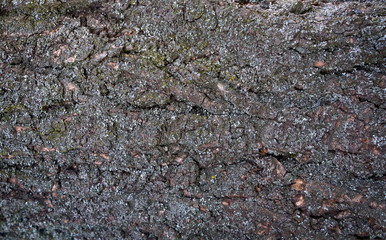 Тexture of tree bark, green leaves, granite stones for background and creativity