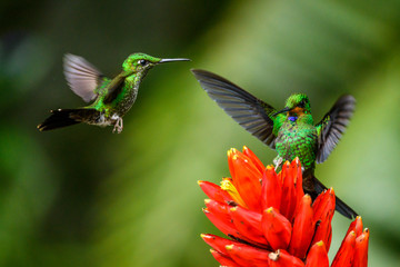 Amazilia decora, Charming Hummingbird, bird feeding sweet nectar from flower pink bloom. Hummingbird behaviour in tropic forest, nature habitat in Corcovado NP, Costa Rica. Two bird in fly, wildlife.