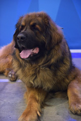 leonberger lying on the floor