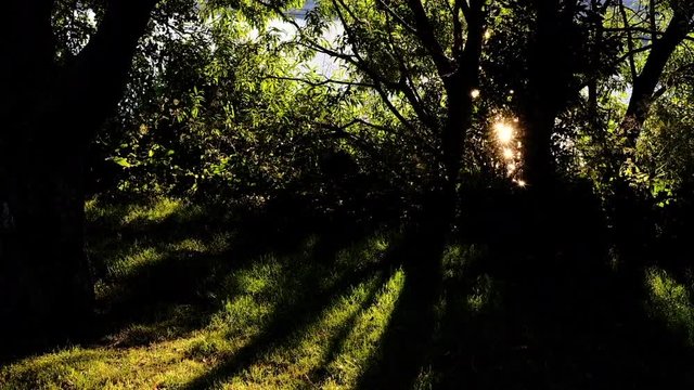 Sunset at Canal du Lachine through foliage. Sunlight is reflected on water and creating shimmering effect.