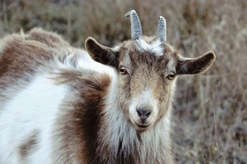 Curious brown-white bohemian goat in nature