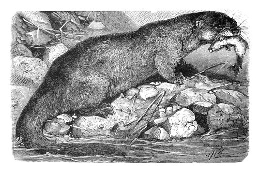 Otter (Lutra Vulgaris/ Antique engraved illustration from Brockhaus Konversations - Lexikon 1908