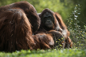 Couple of adult orangutans sitting in the grass at sunset © Azahara