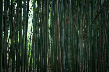 Bamboo green forest in the center of Coimbra