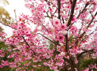 Selective focus of beautiful cherry blossom sakura in Taiwan.