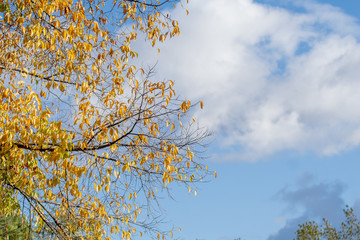 Blue sky and tree with yellow autumn leaves