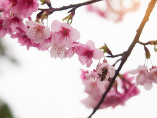 Honey Bee pollinating Pink cherry blossom. Beautiful cherry tree branch with sun.