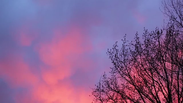 Time lapse red sky with clouds and silhouette of bare trees. Copy space.