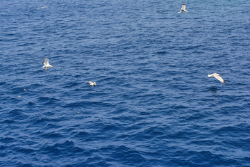 Naklejka premium blue sea surface with scallops of waves and soaring gulls in search of food