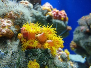 Fototapeta na wymiar Cup Coral