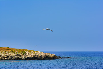 Seagull hovering over a blue sea surface and a rocky island covered with greenery, against a blue...