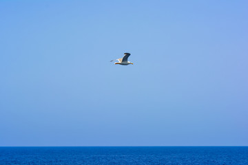 seagull flying in the blue sky