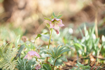 Lenzrose Helleborus orientalis mit Farn und Schneeglöckchen