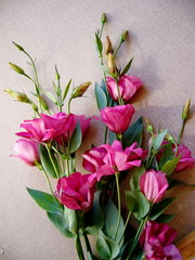 Pink flowers on a neutral background. Eustoma. Floral background.