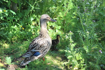 Mallard Mother & Chick