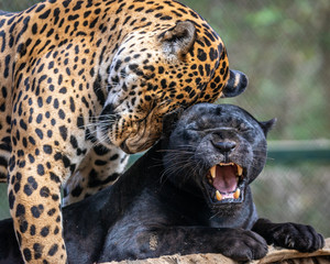 Fototapeta premium Black Jaguar / Onça Preta / Black Panther / Pantera Negra (Panthera onca)