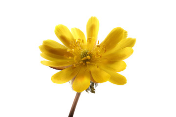Adonis amurensis. Far eastern yellow snowdrop