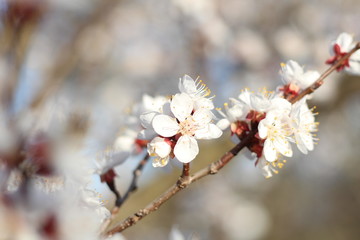 White flowers of a cherry