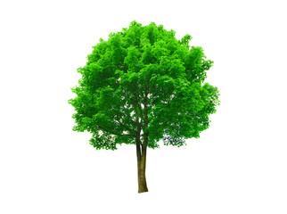 fresh green tree isolated on white background