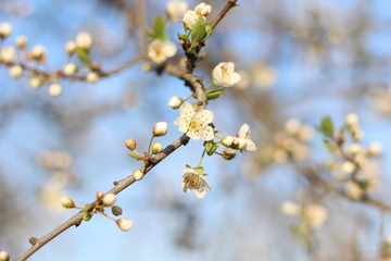 Obraz premium White flowers of a cherry