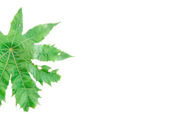 natural green maple leaf with veins on a white background