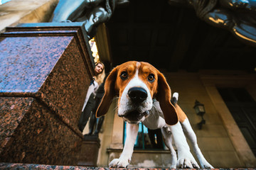 Curious dog standing under arch with shiny statues