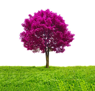 abstract tree in pink color on green grass. isolated on white