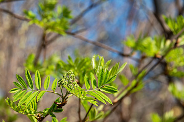Fluffy, green, carved and fresh leaf of a mountain ash tree with swelling flower buds on a soft...