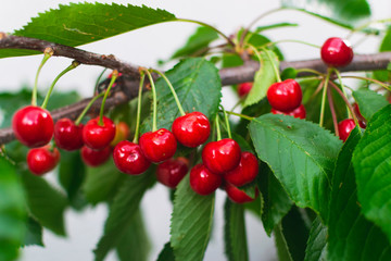 Delicious and juicy cherries on branch