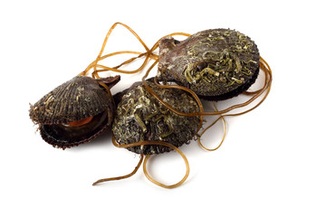 Scallops and alga