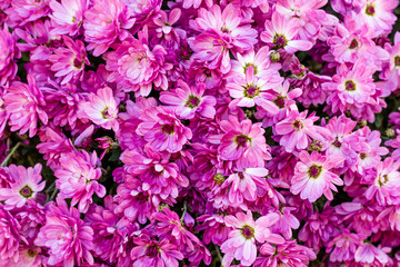 Purple and pink chrysanthemums flowers.