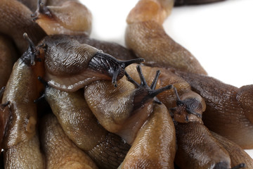 Slugs background. Macro