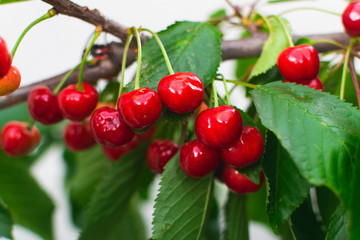 Delicious and juicy cherries on branch
