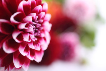 Dahlia flower and bokeh flowers background