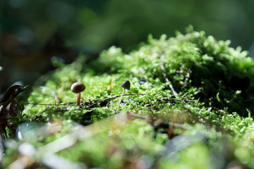mushroom