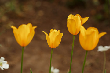 Young Yellow Tulips for Women's Day March 8